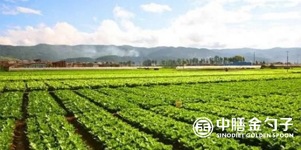 食材配送公司選擇種植基地應(yīng)該注意哪些事項(xiàng)？